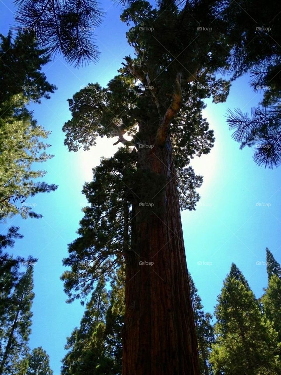 Sequoia1