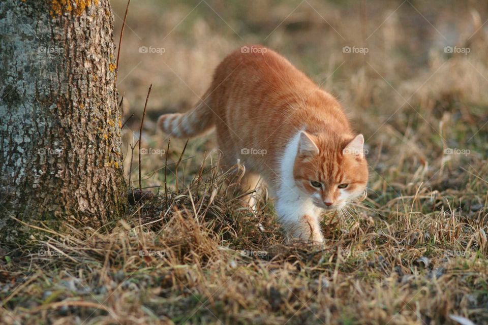 red cat sneaking through the grass beside a tree