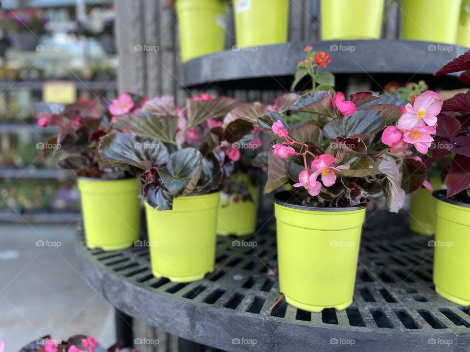 Blooming begonia in the pots