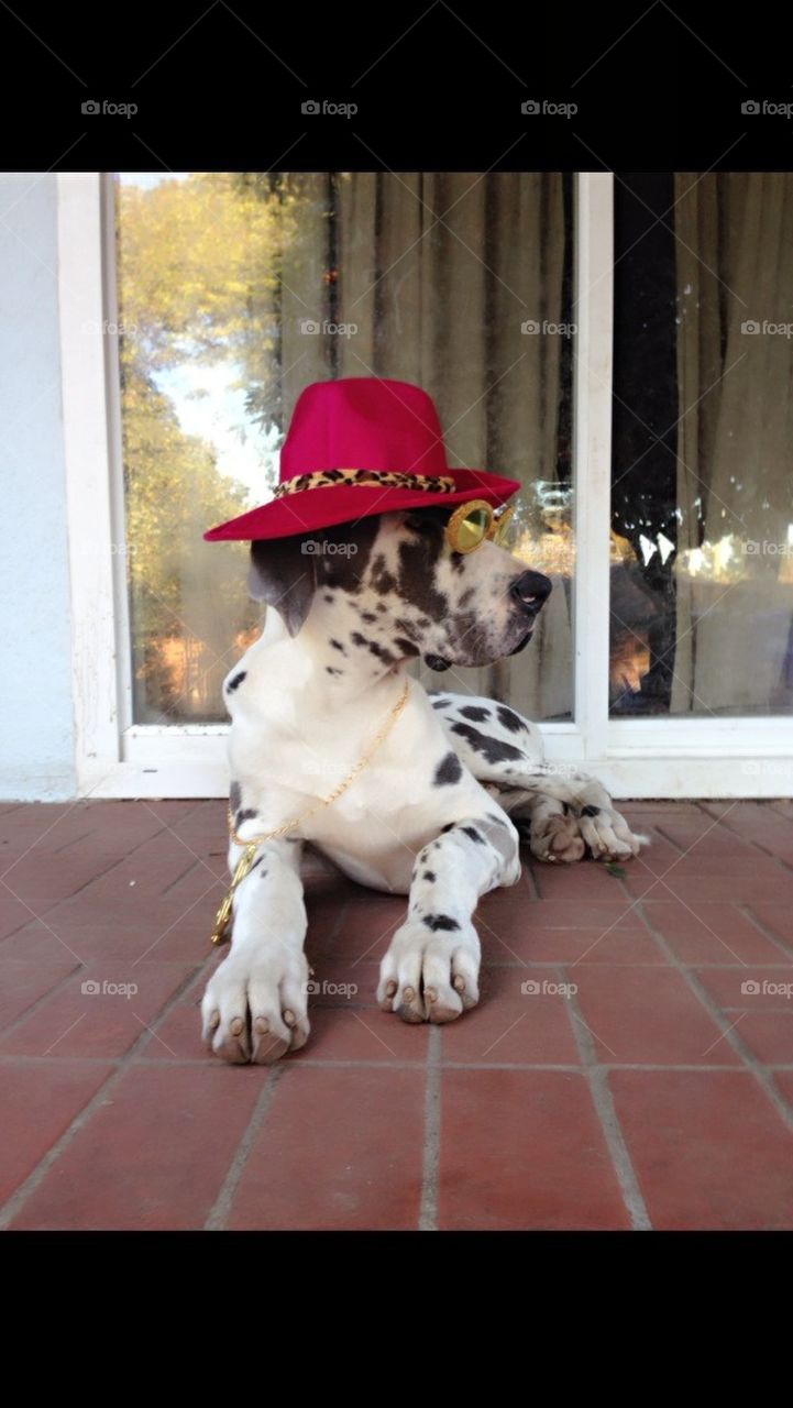 Blakey the Great Dane 