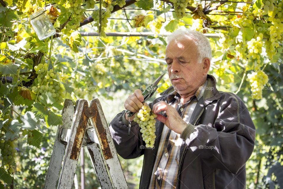 Old man in vineyard holds grape