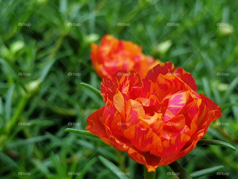 the portulaca grandiflora