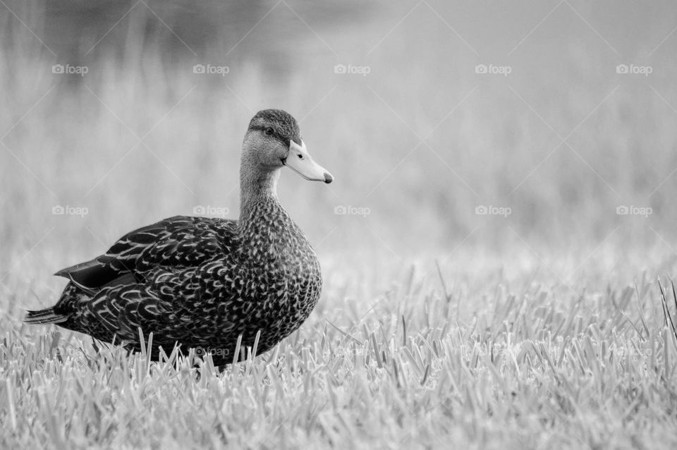 Duck in the grass 