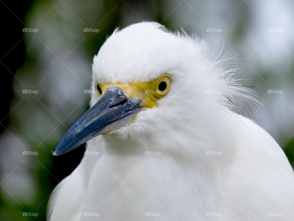 Snowy Egret