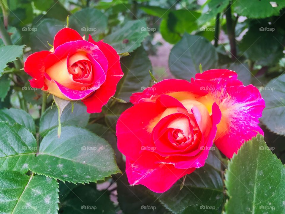 Розы в моем саду