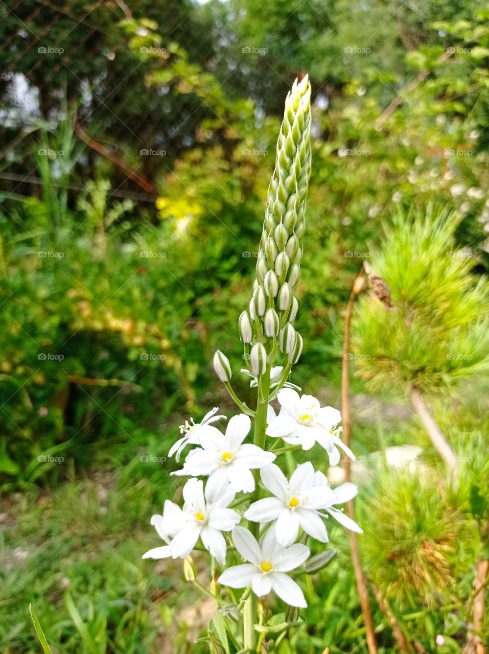 White flowers. Garden. Summer.