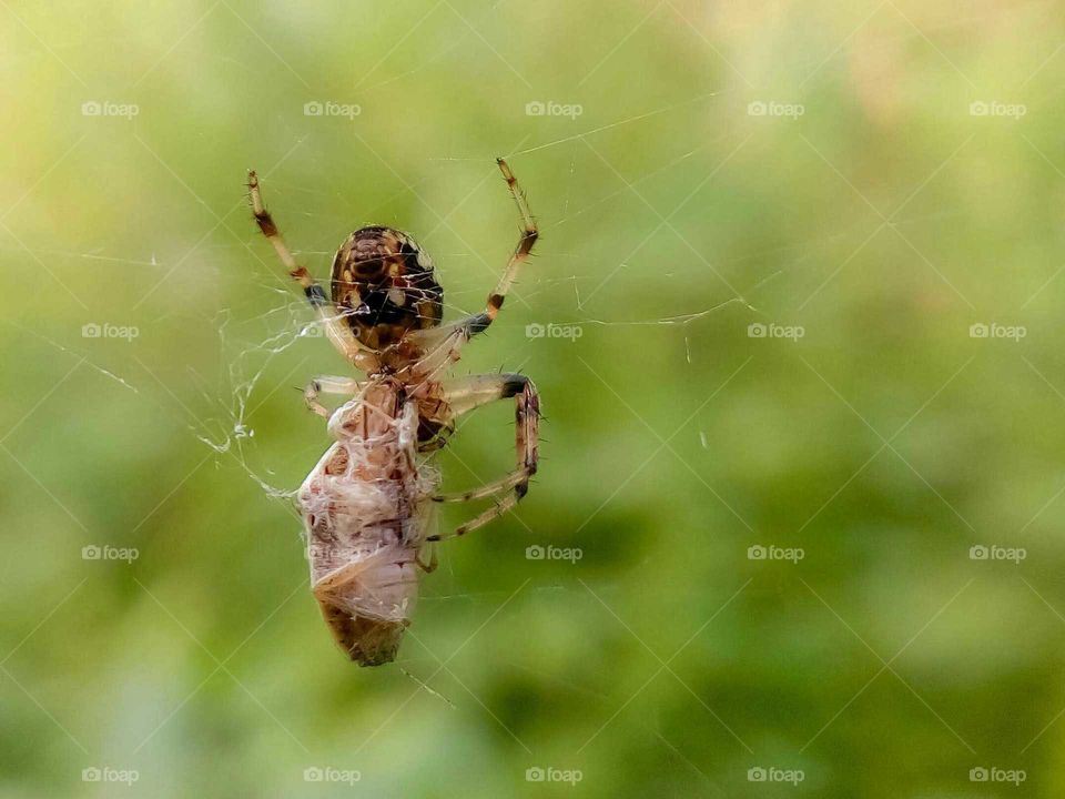 spider catching its pray