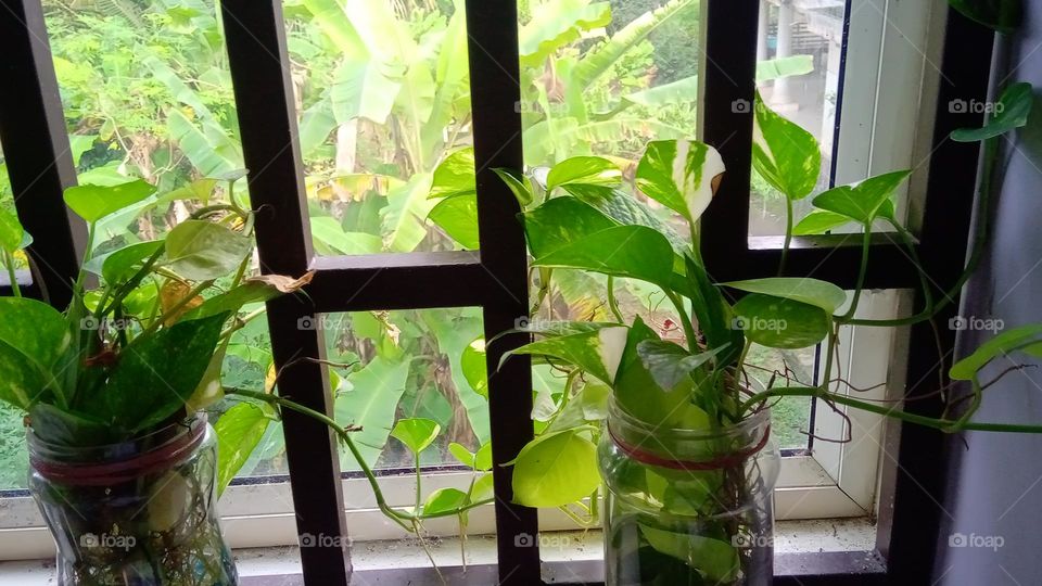Window plants