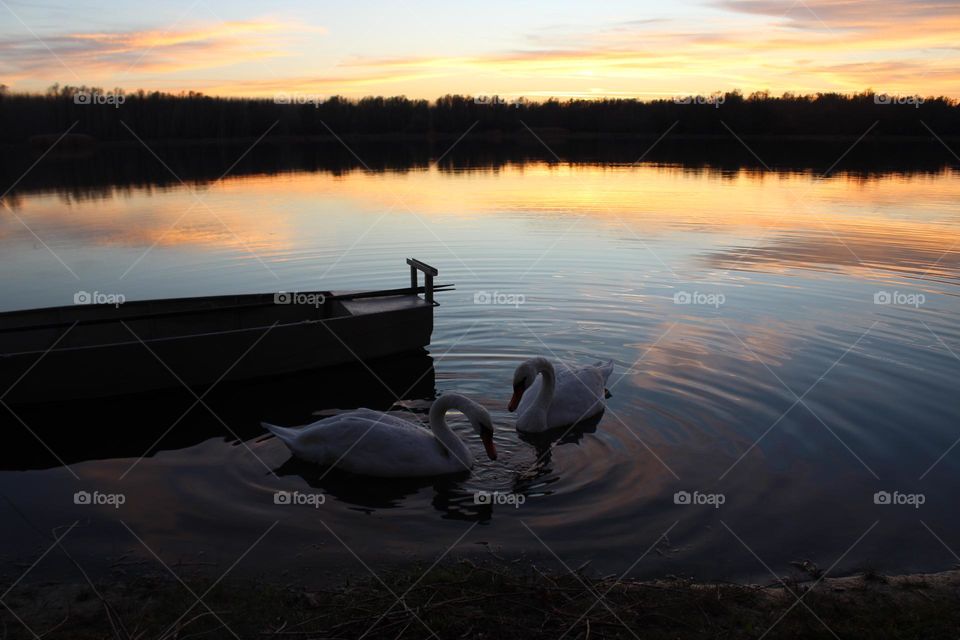 Swan lake and picturesque nature near Novy Sad in Serbia