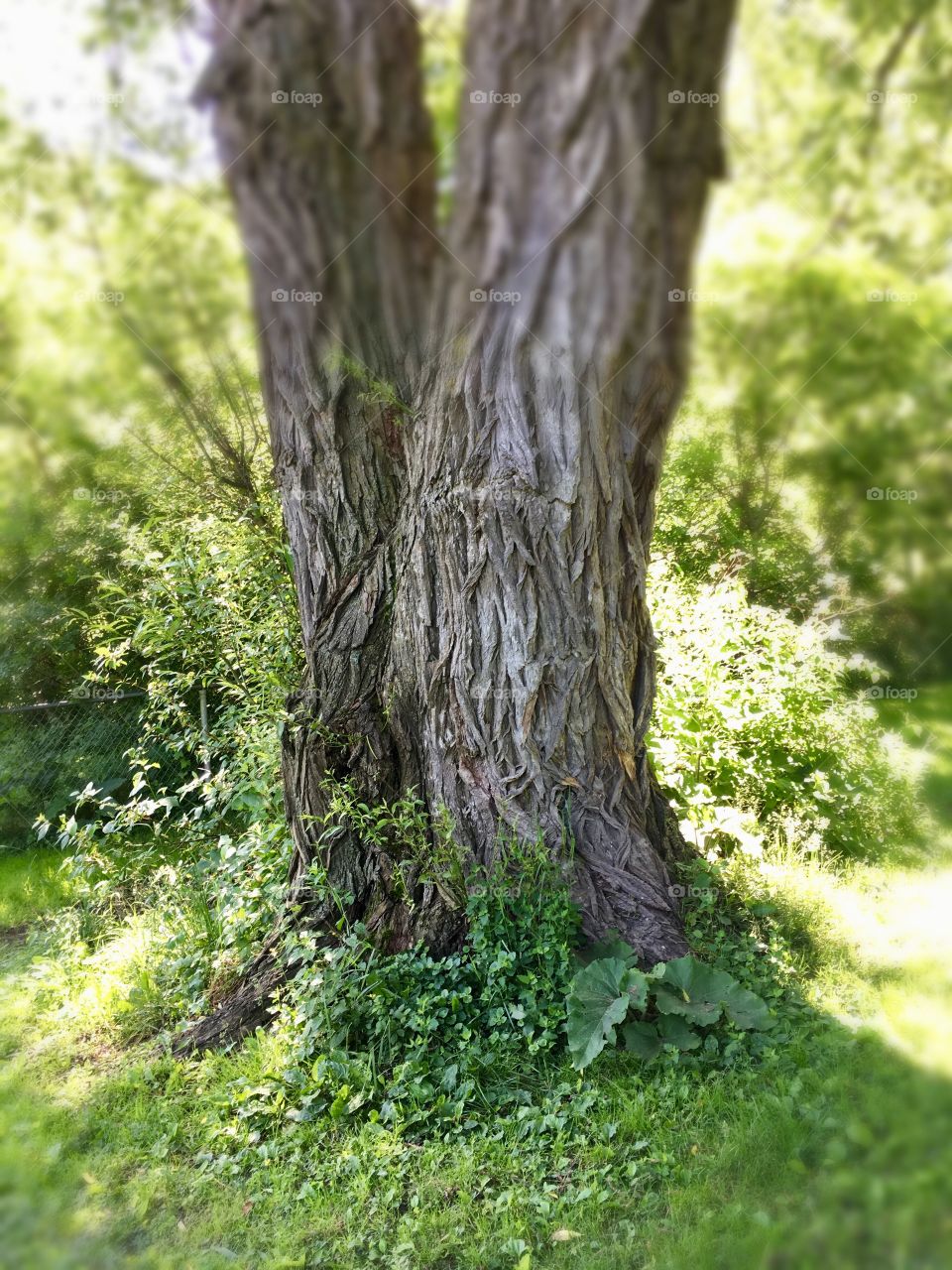 Fairy tale tree 