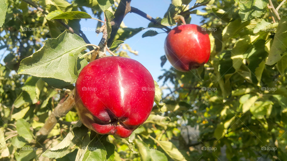 red fresh and juicy apples on the tree, autumn period month October
