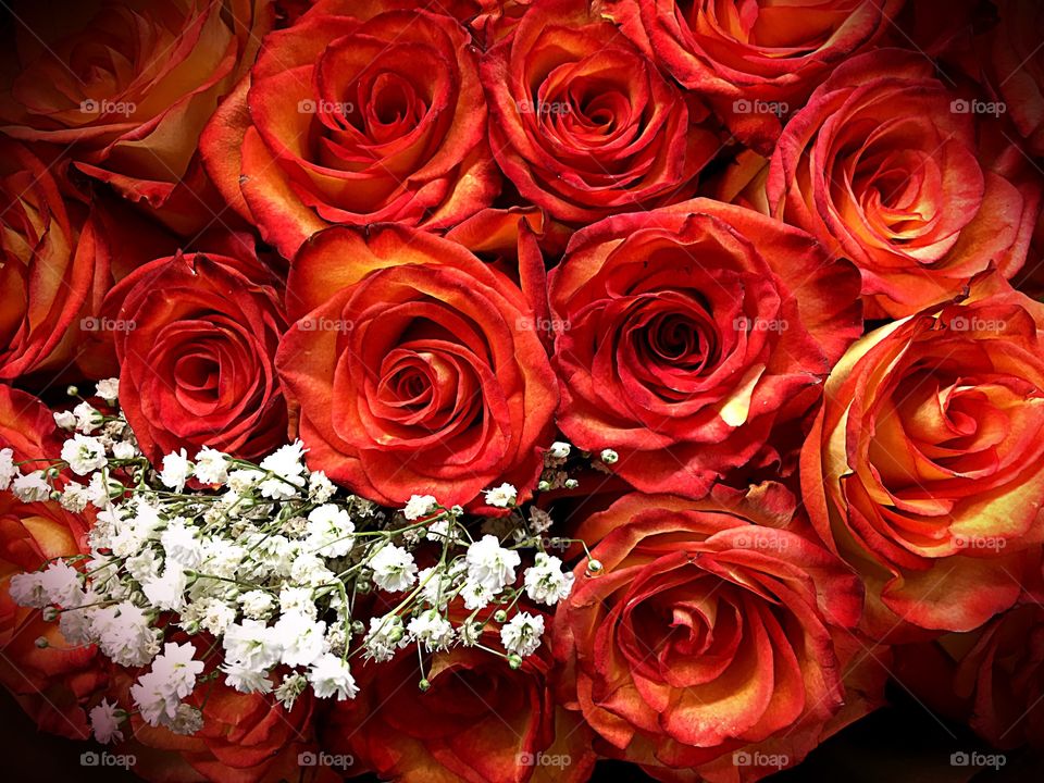 Deep Orange Roses
