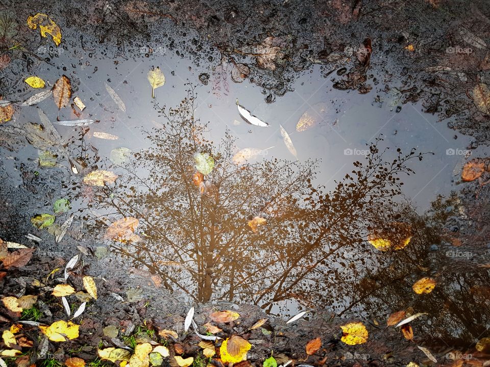 Fall tree in Puddle