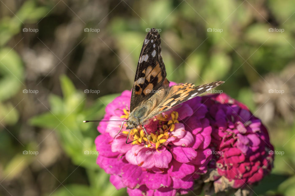 spotted lady butterfly drinking