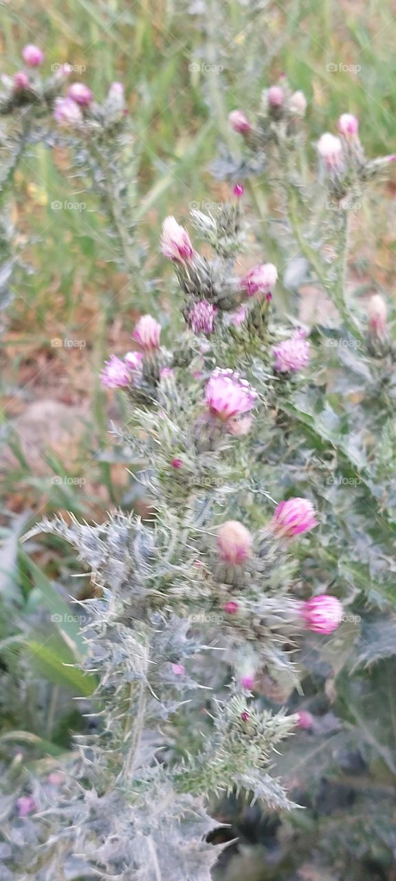 pink flowers