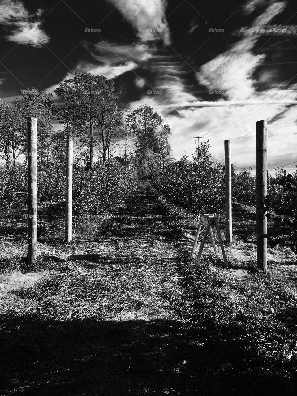 Orchard in b and w