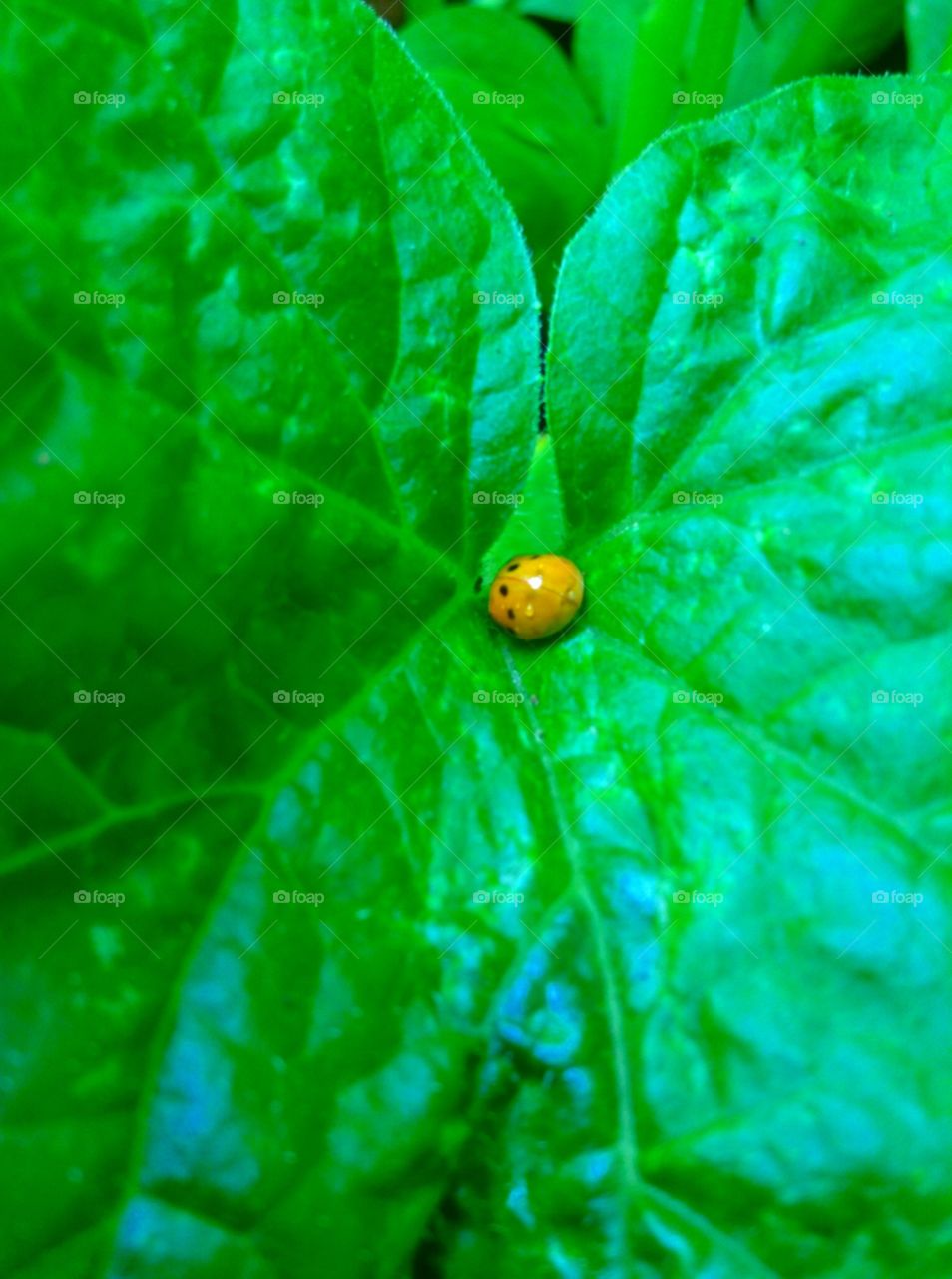 Ladybug hiding