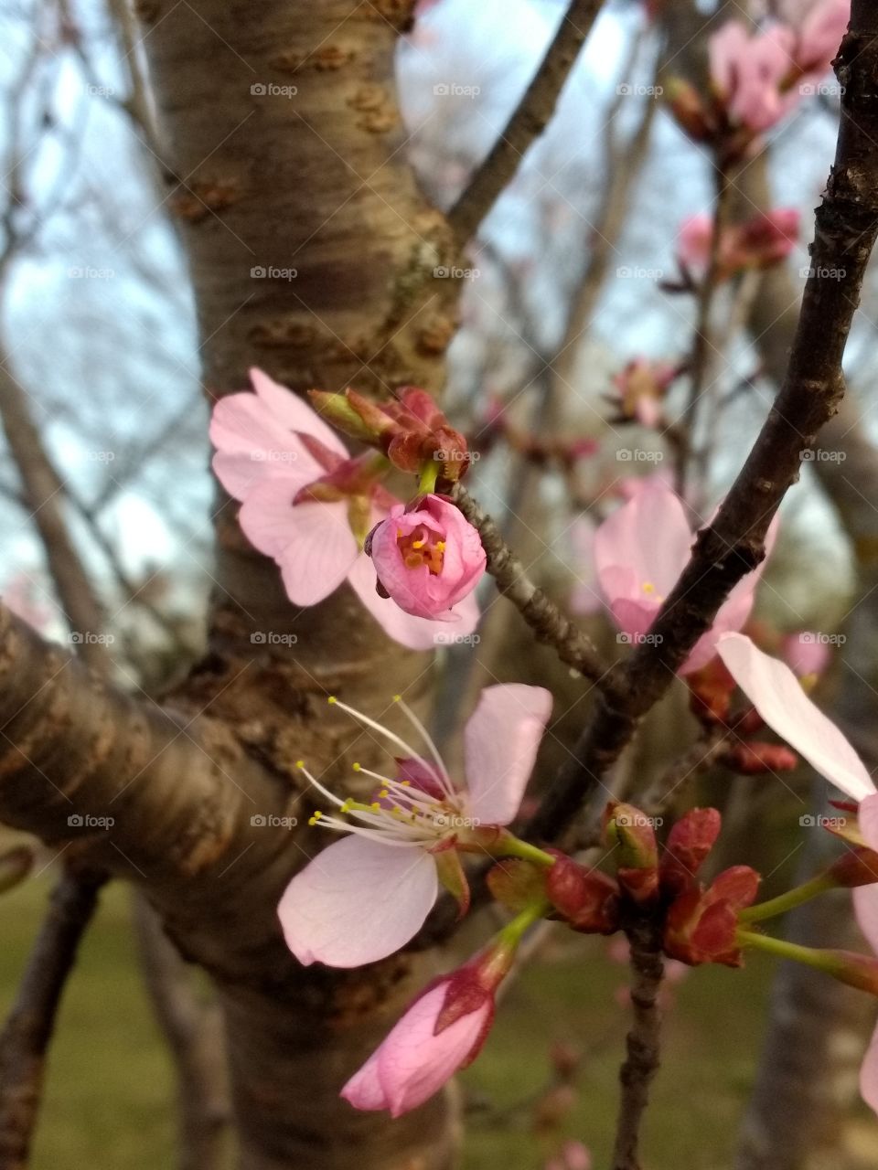 Cherry Blossom Emergent