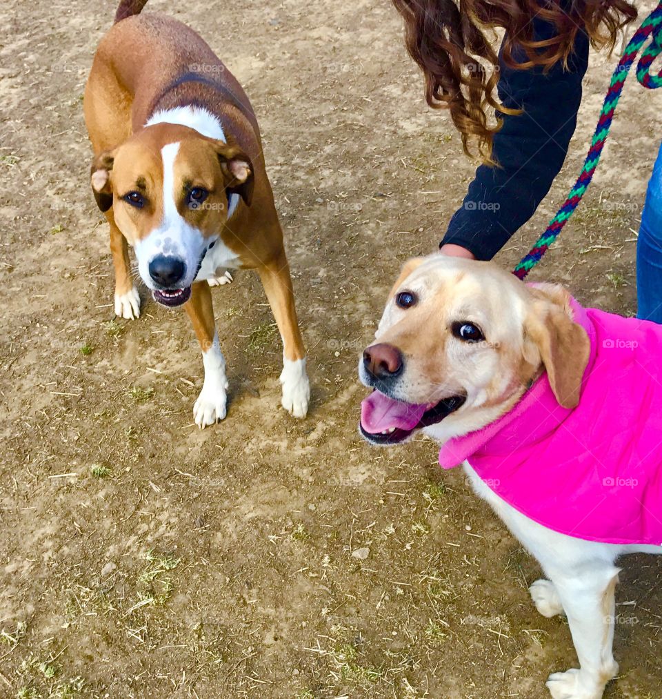 Smiling Dogs