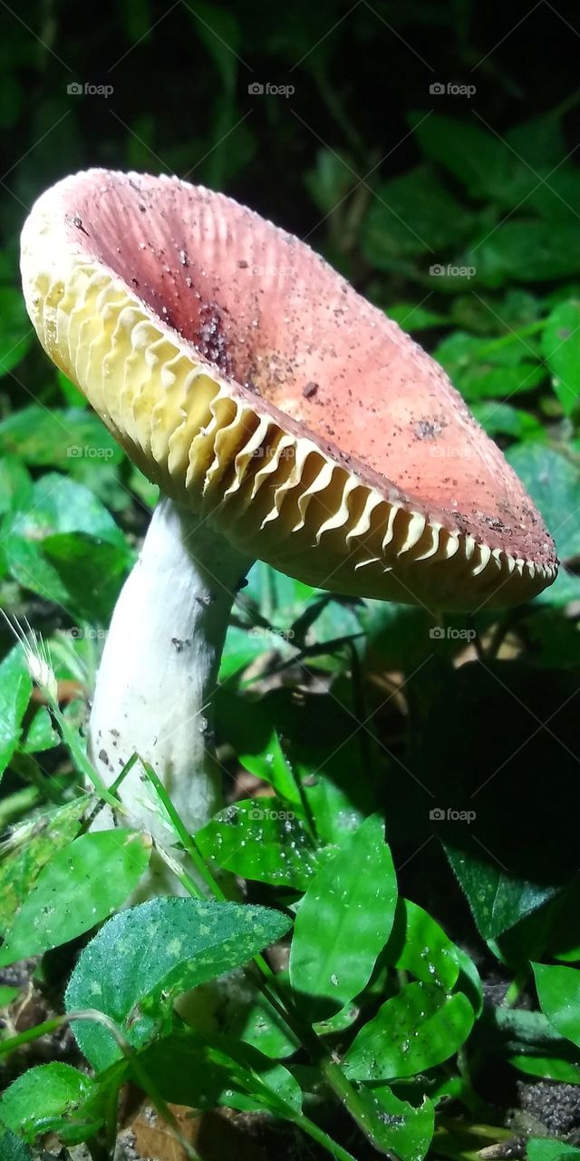 night time mushroom
