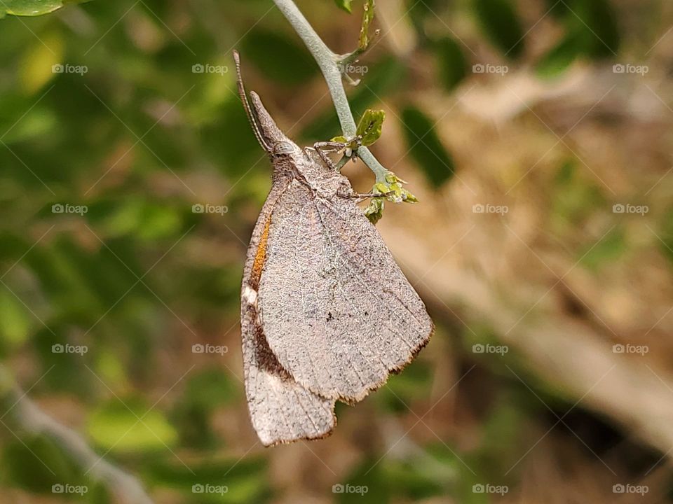 The American snout nose butterfly