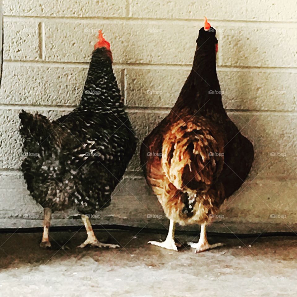 Outdoor chickens 