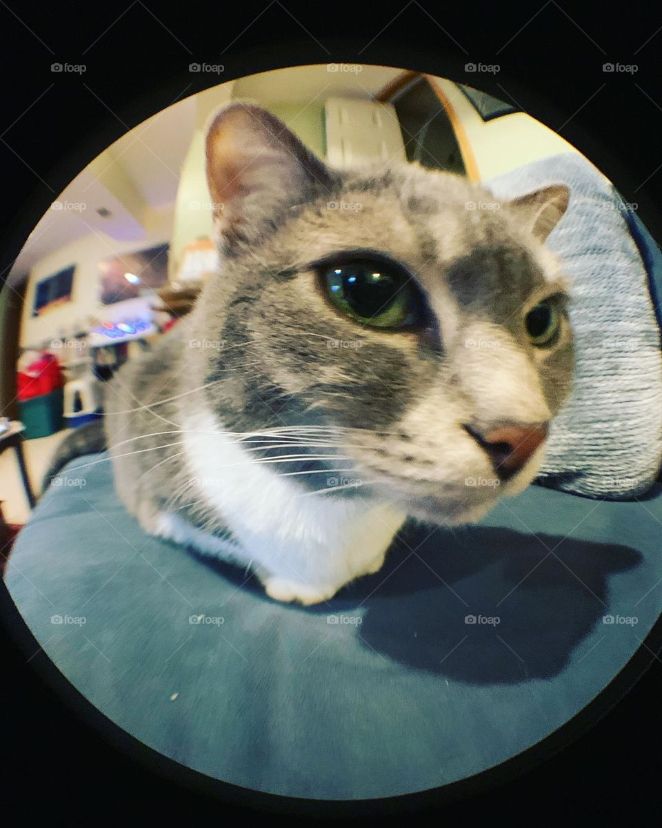 Fisheye lens. Grey tabby cat close up, green eyes and salmon colored nose. A real beauty.