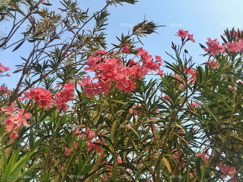 Pink flowers