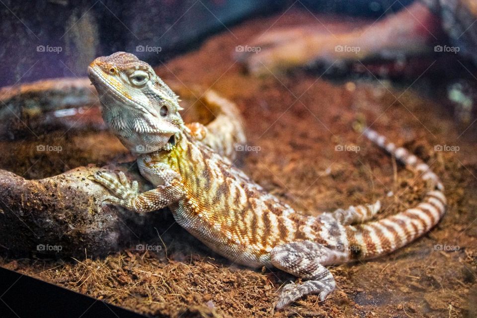 A gecko - lizard