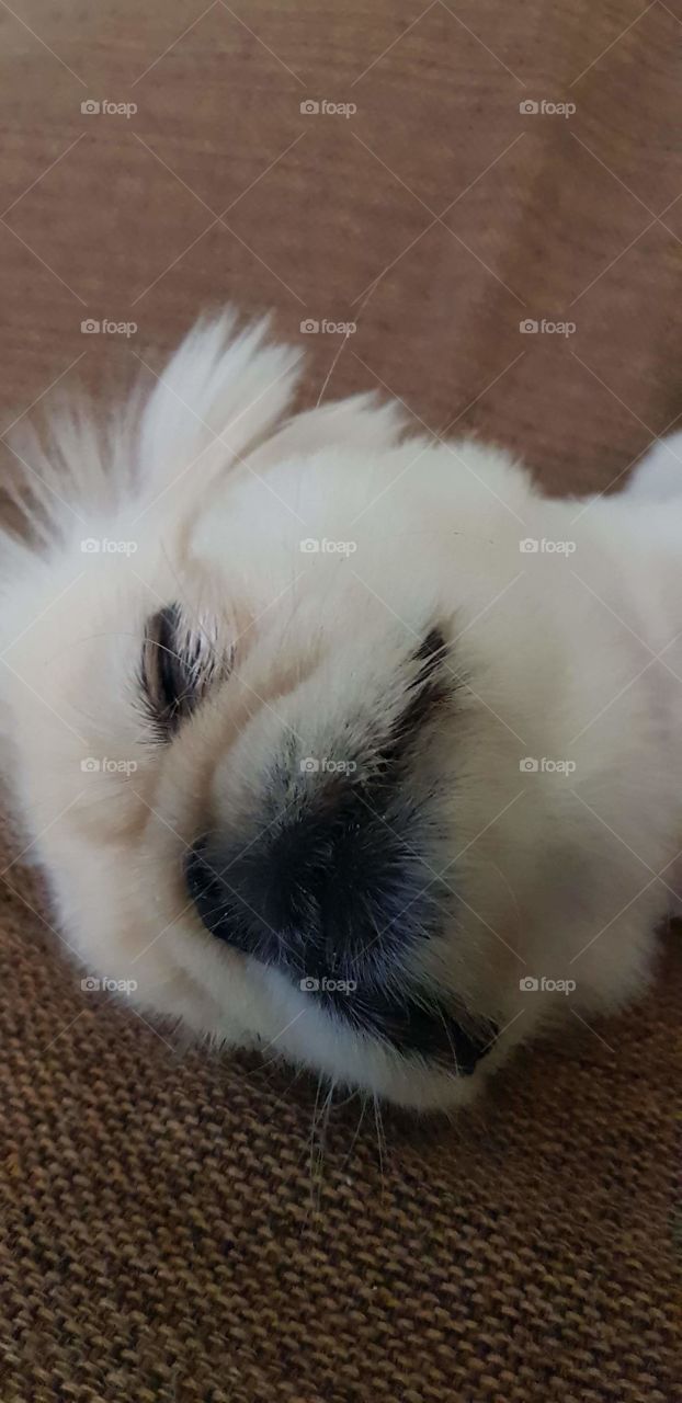 happy White dog puppy direto um Londrina Paraná Brazil