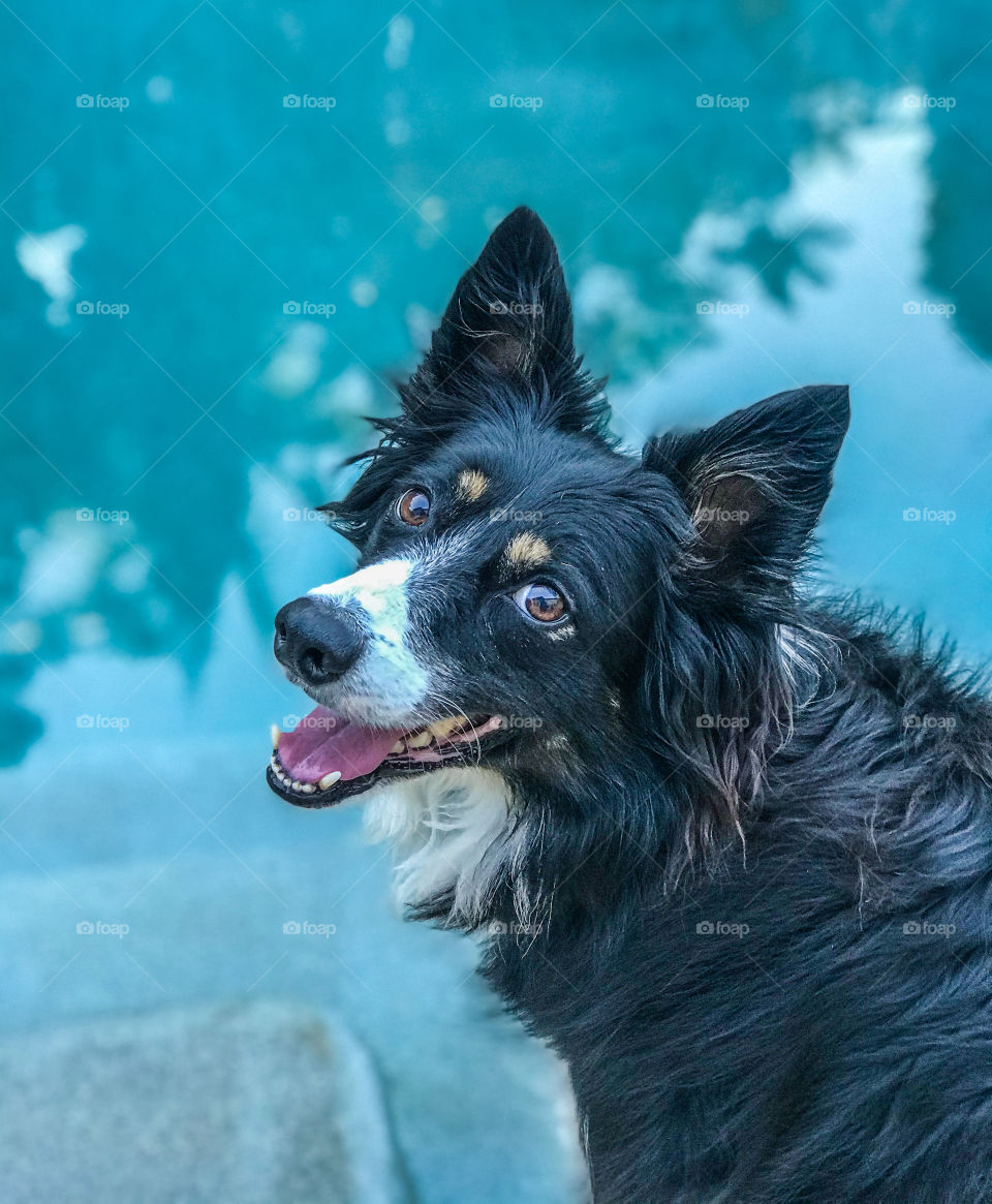 High angle view of a border collie up-close next to a swimming pool