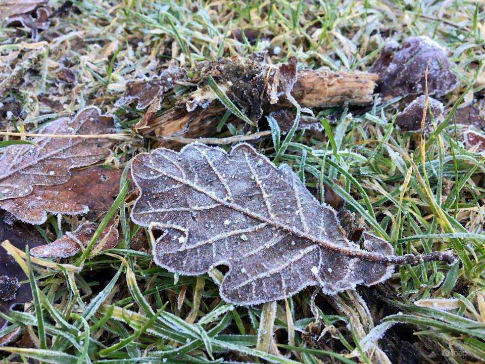 Brown leaf covered in frost 