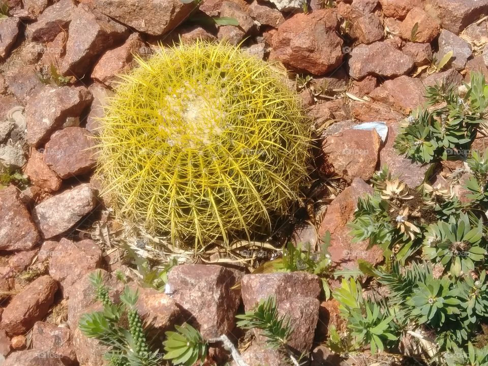 Cactus, Nature, Flora, Desert, Leaf