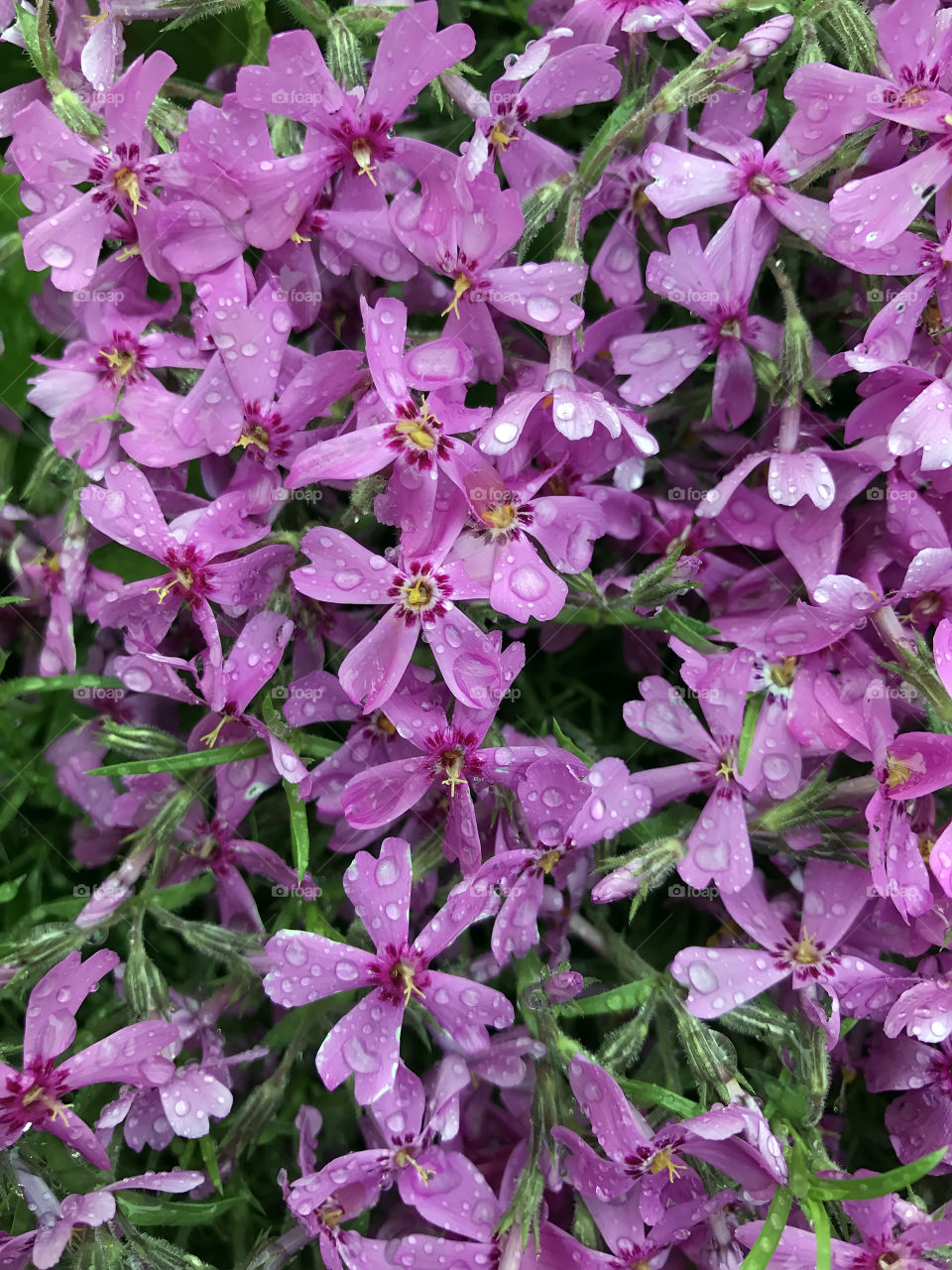 Purple flowers in the garden