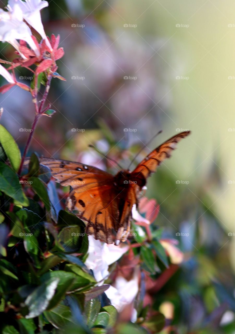 Orange butterfly