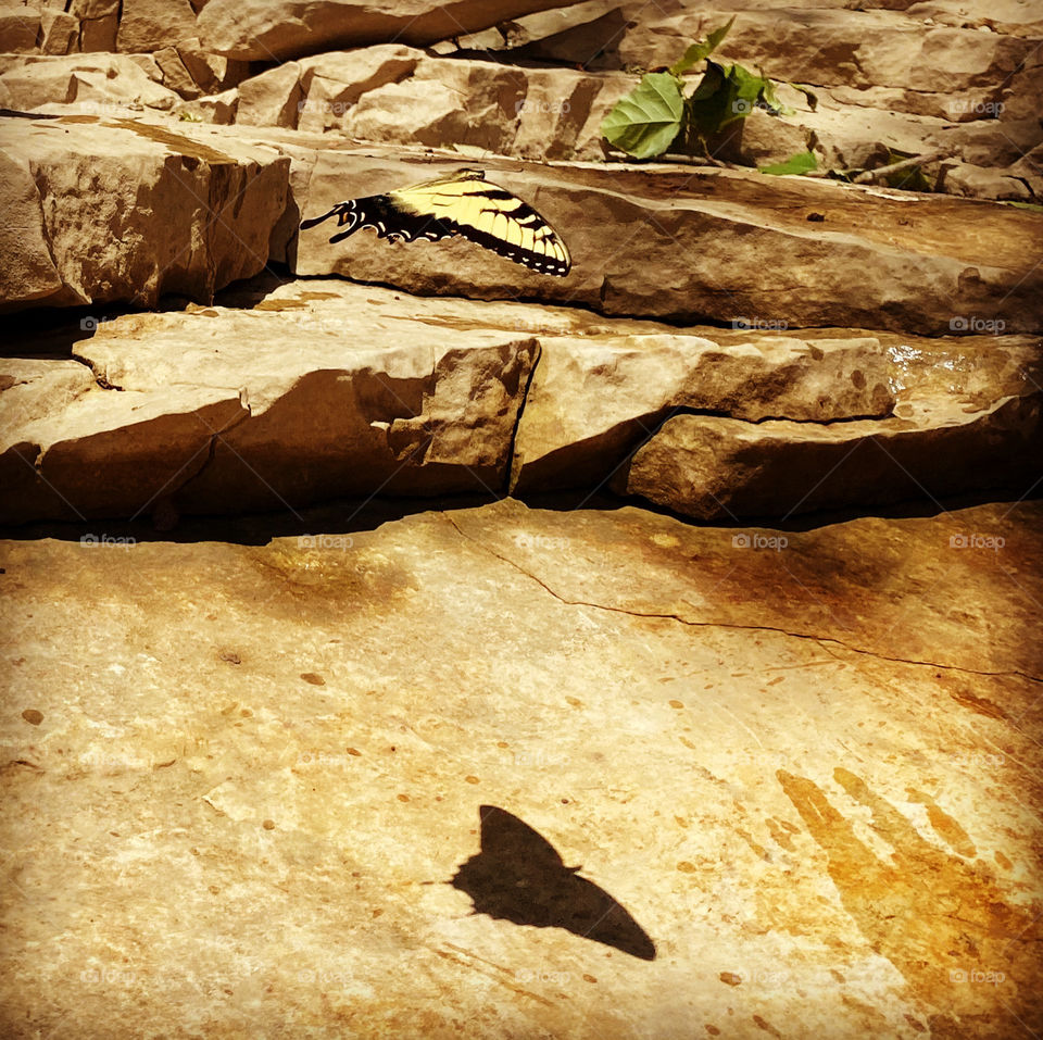 Swallowtail Butterfly and it’s shadow