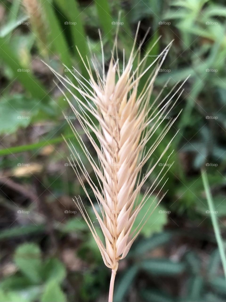 Found this perfect lonely wheatgrass on the main road. Love how it braids together!