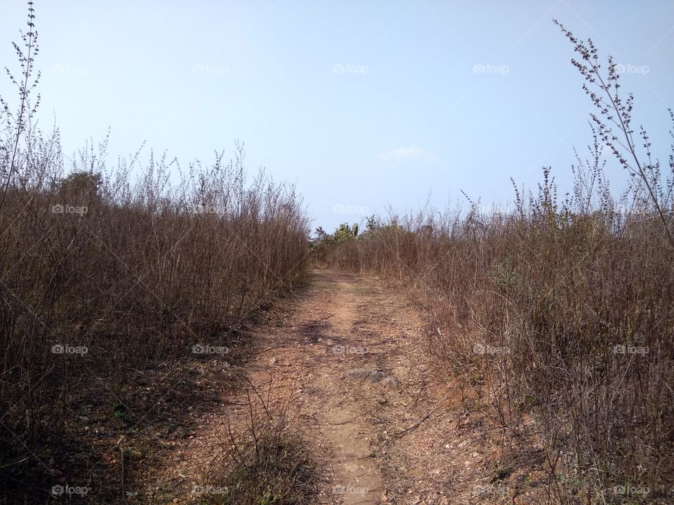 countryside path