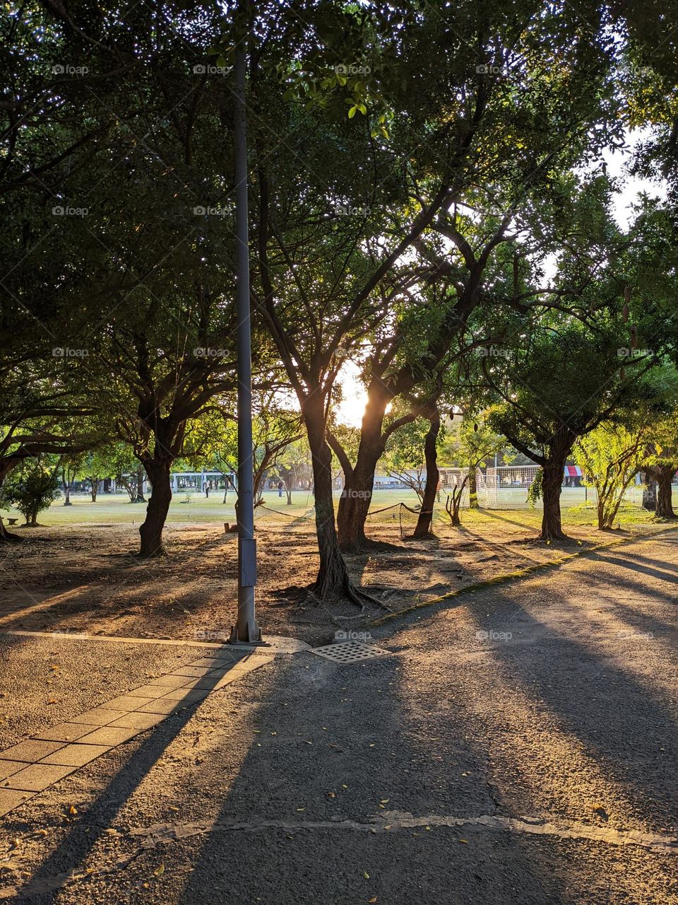 The sunset pierces through the gaps between the trees.