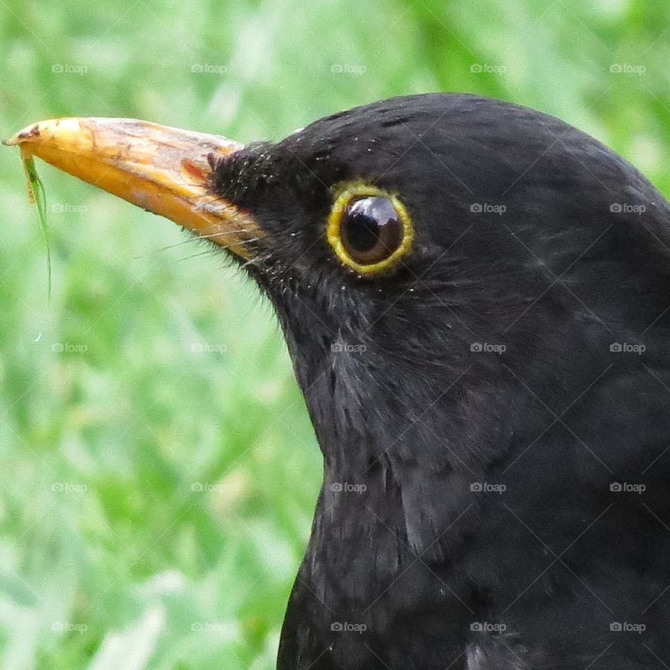Blackbird Too
