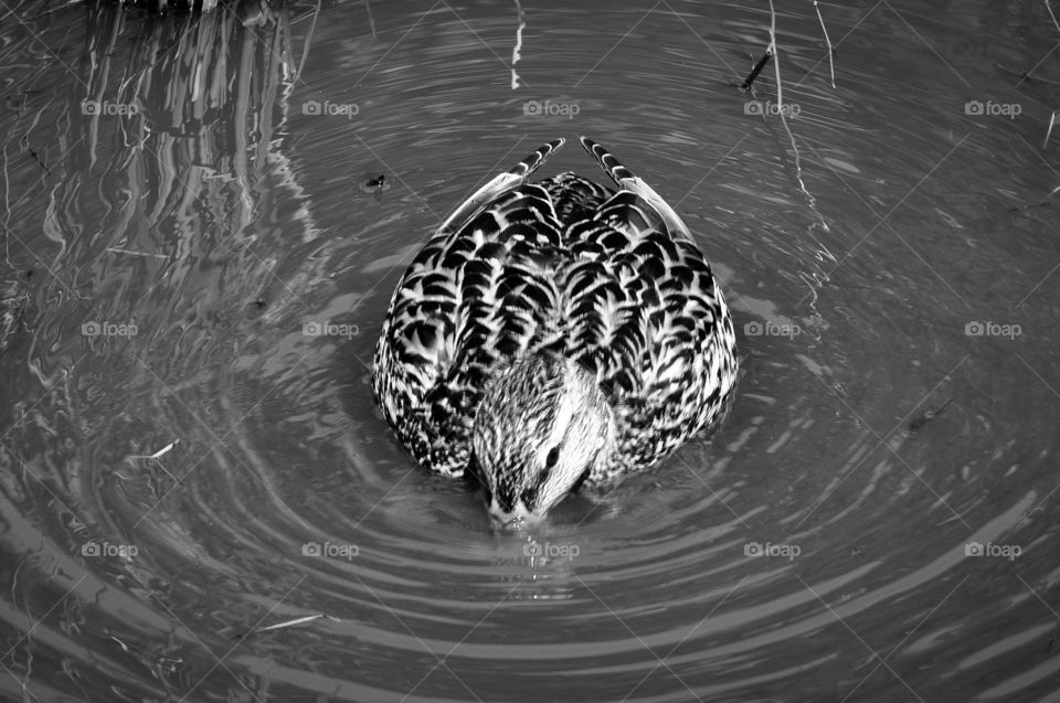 Duck swimming in a pond.