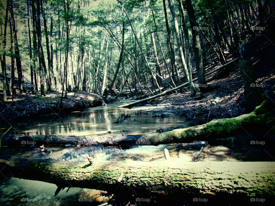 Creek in a forest 