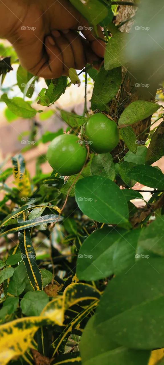 green lemon