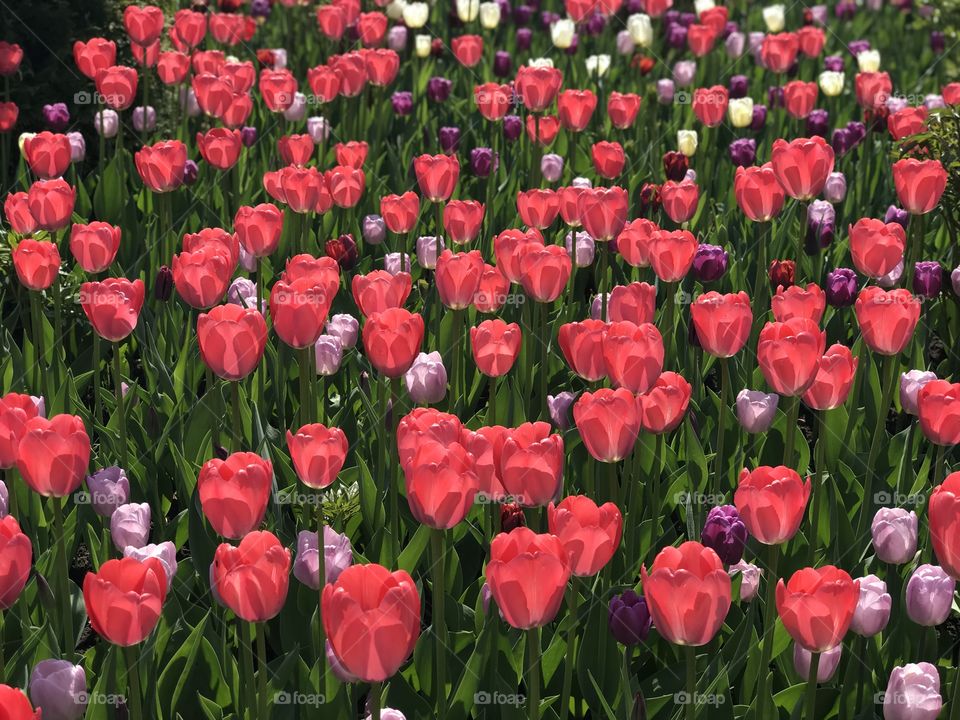 Colourful Fresh Spring Tulips Flowers Nature Background Natural Light Selective Focus 
