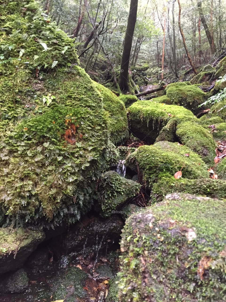 Mossy rocks in shiratani unsuikyo in Yakushima 