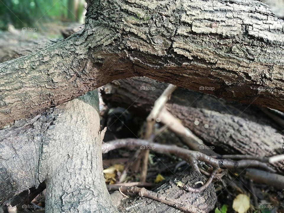 trees fallen down