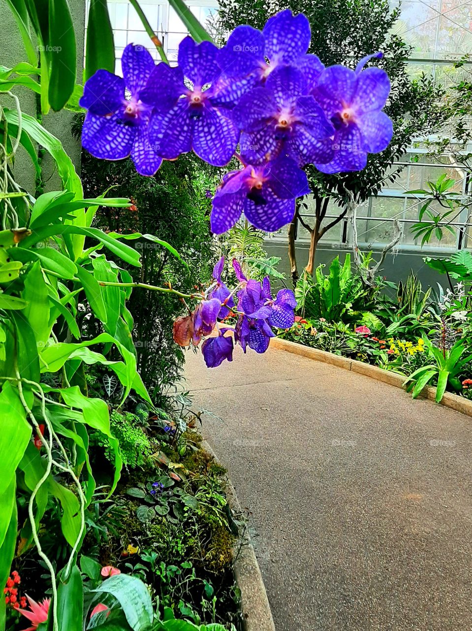 Vanda-orchid