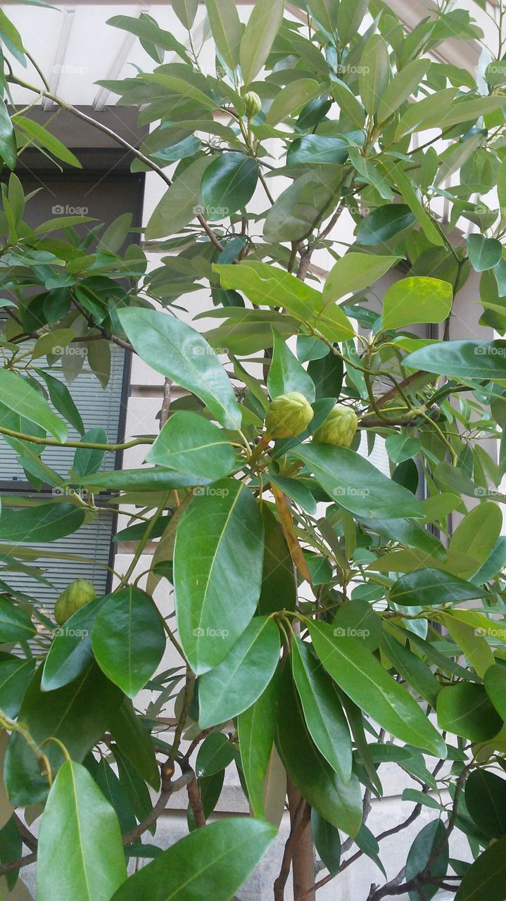Nature, Leaf, No Person, Tree, Food
