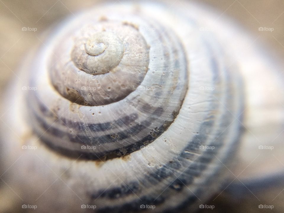 Snail shell