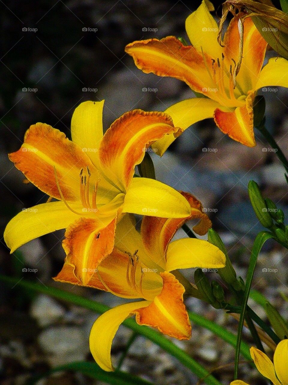 Sunshine flowering